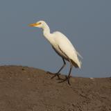 Did you know Cattle Egrets and elephants share a fascinating ecological relationship? These resourceful birds follow elephants through the tall grass, taking advantage of insects disturbed by the elephants' movements. Often, you'll spot them perched on the elephants' backs, enjoying a 360° view of their next meal. It's a classic case of commensalism (a relationship between individuals of two species in which one species obtains food or other benefits from the other without either harming or benefiting the latter): the egrets get an easy meal, while elephant may experience some relief from irritating insects. Occasionally, egrets even pick off ticks and parasites, adding a touch of mutualism - where both species benefit - to this partnership! If you would like to learn more about elephant behavior then please visit The Elephant Ethogram via the link in our bio. #theelephantethogram #elephantvoices #conservation #elephants