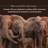 Led by @mickeypardophd, a team of scientists from @coloradostateuniversity, @elephantvoices, @savetheelephants and @amboseli_trust used machine learning to look at the voices of individually known elephants from two Kenyan elephant populations: Amboseli and Samburu. We found clear evidence of vocal distinctiveness between individual elephants as well as between the two populations. Furthermore, we found evidence for more subtle vocal differences between social groups - both core group and bond groups - within a population. The term “core group” is essentially what people think of as an elephant family, though, due to heavy poaching in Samburu, some family members in the study were not related. We found that group membership was a better predictor of call similarity than genetic relatedness suggesting that subtle vocal differences among social groups may be learned. Read more via the links in our bios.