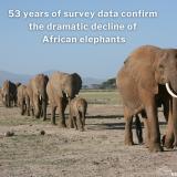 “The loss of large mammals is a significant ecological issue for Africa and the planet.” – Dave Balfour, Ecologist Between 1964 and 2016, Africa’s elephant populations declined by 77%, primarily due to poaching and habitat loss. While elephants disappeared from some areas, their numbers rebounded in others, thanks to successful conservation efforts. A separate population estimate, conducted independently of the above study, placed the combined total of Africa's two elephant species at between 415,000 and 540,000 as of 2016. This remains the most recent comprehensive, continent-wide estimate of African elephant populations. For further details, we recommend reading the full @reuters article via the link in our bio. #elephantpopulations #elephantconservation #elephants #africanelephants