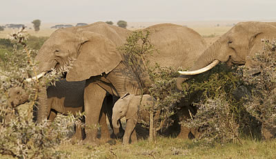 Maasai Mara elephants. Photo credit: ElephantVoices