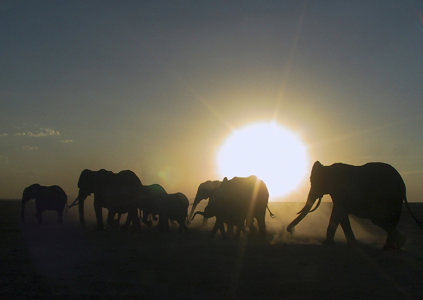 Amboseli elephants on row. Photo: ElephantVoicesw