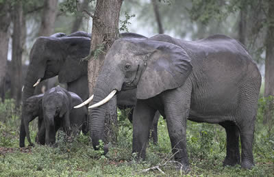 Marcela and gf0025 of the Mabenzi family with their calves, on a misty morning in Gorongosa National Park. ©ElephantVoices.