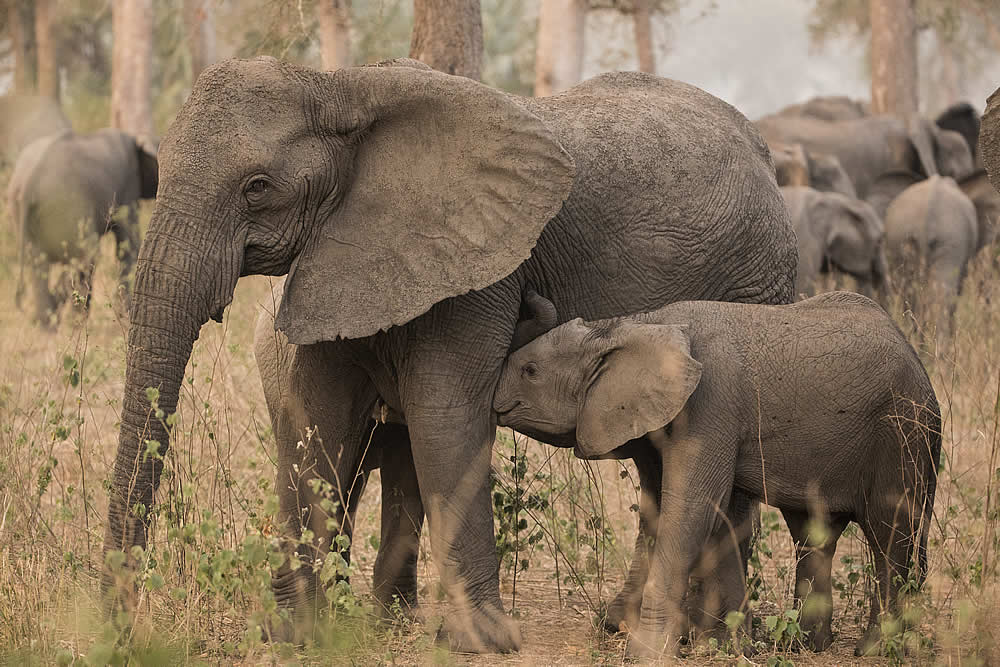 The Search for a Baby Forest Elephant's Mother