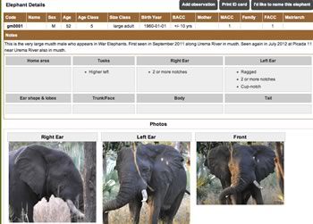 Screenshot of the Digital ID Card for gm0001, “Gogogo” from the Gorongosa Elephants Whos Who ID Database. The database is not made available to the public. We built a similar database portal and EleApp for smartphones for data collection for our citizen science conservation initiative Elephant Partners in the Maasai Mara, Kenya.