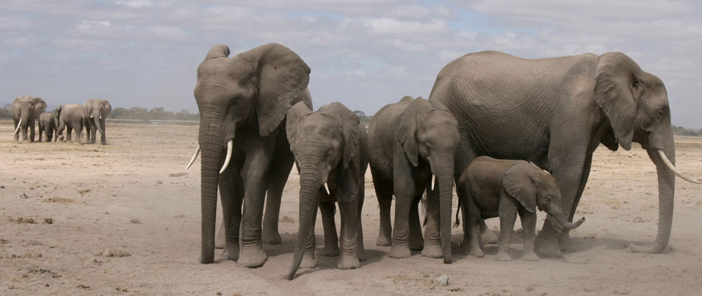 Elephants are socially complex