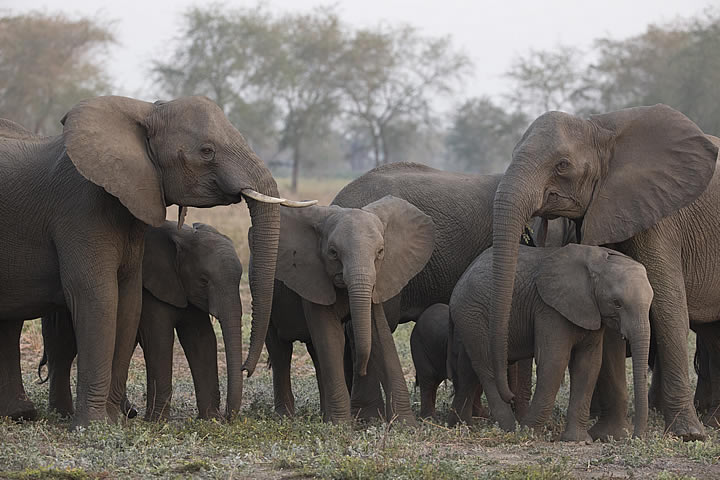 Elephants in Gorongosa National Park, Mozambique. (©ElephantVoices)