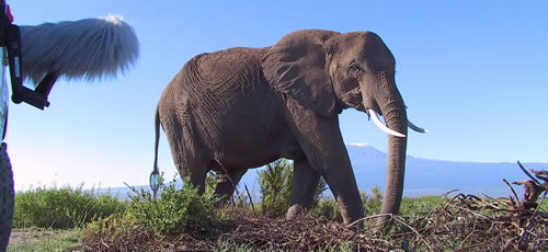 ElephantVoices recording in Amboseli