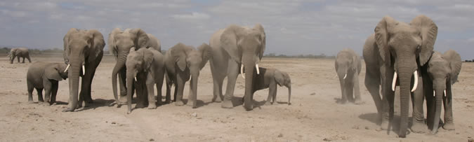Segment of the GB family in Amboseli. (Copyright: ElephantVoices)