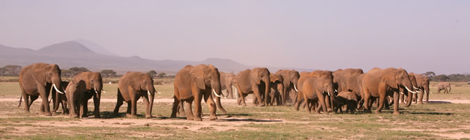 Amboseli elephants on the move. (©ElephantVoices)