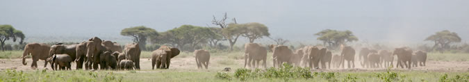 Amboseli gathering. (©ElephantVoices)